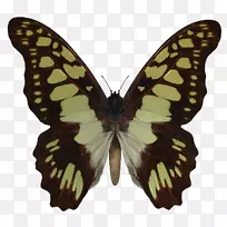 燕尾蝴蝶金色蝴蝶和昆虫