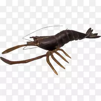 昆虫动物源食物十足目无脊椎动物节肢动物龙虾