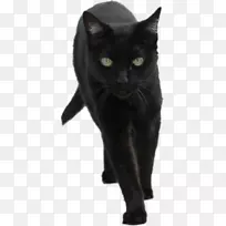 科拉特欧洲速记黑猫猫科黑猫