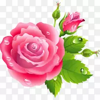 玫瑰粉红色花画-玫瑰花