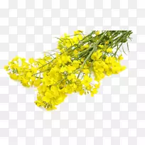 芥菜油菜籽花向日葵油