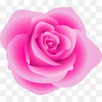 玫瑰红夹艺术-粉红色玫瑰