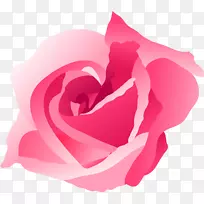 玫瑰科植物-粉红色玫瑰