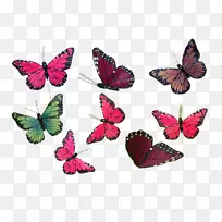蝴蝶收藏摄影艺术-蝴蝶