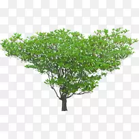 灌木树马奇索斯森林植物-树木规划