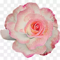 花卉花园玫瑰、蜈蚣玫瑰、剪贴画-玫瑰