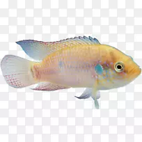 金鱼热带鱼观赏鱼-星鱼