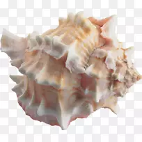 海螺海蛤