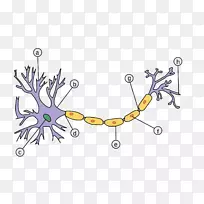 感觉神经元轴突假极神经元髓鞘神经元