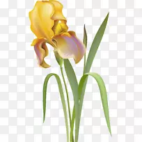 花卉虹膜桌面壁纸剪贴画-礼来