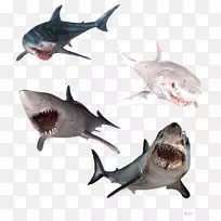 大白鲨，鱼叉鲨，锤头鲨，公牛鲨，虎鲨