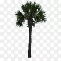 槟榔科木本植物亚洲棕榈