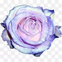 花园玫瑰蓝玫瑰紫罗兰玫瑰白色玫瑰