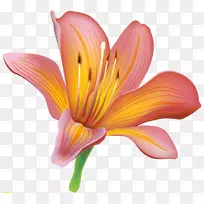 百合花百合夹百合花