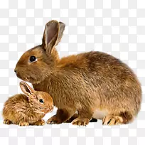 兔子妈妈，小兔子，佛兰德大兔子-可爱的动物