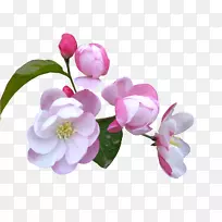 切花茶花紫丁香-粉红色和蓝色的花