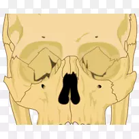 颅骨骨骼解剖-颅骨