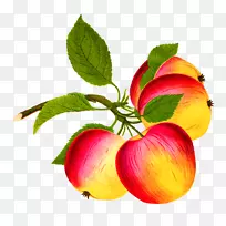 苹果食品水果剪贴画-苹果水果