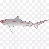 鲨鱼侧线鱼感觉神经系统-鲨鱼