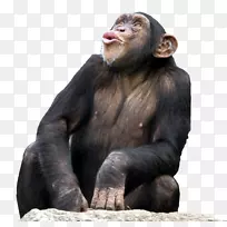 倭黑猩猩普通黑猩猩第三只黑猩猩桌面壁纸猴子