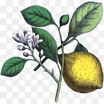 绘制柠檬植物插图.柠檬