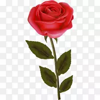 仙人掌玫瑰花园玫瑰花切花植物玫瑰