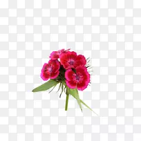 切花植物康乃馨花卉设计-郁金香