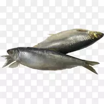 鳕鱼鲱鱼沙丁鱼