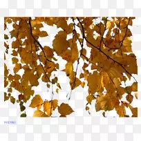 桦树枫叶剪贴画-秋季