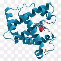 生物化学生物学蛋白质科学途径