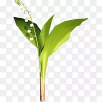 叶芽剪贴画-草