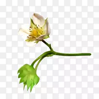 棉花插花艺术.元素