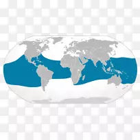 鲨鱼地毯鲨鱼佐治亚水族馆虾