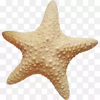 海星海洋无脊椎动物海洋剪贴画-海滩