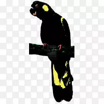 鸟黄尾黑鹦鹉红尾黑鹦鹉塞舌尔黑鹦鹉