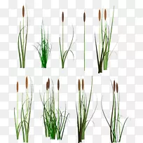 夏尔普斯剪贴画-蟑螂