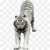 猫科狮子白虎食肉蜥