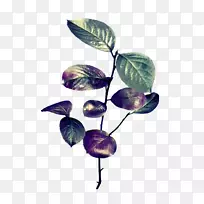 紫丁香薰衣草紫罗兰叶-秋叶