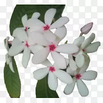 开花植物花瓣-主奎师那