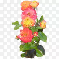 花园玫瑰切花蜈蚣玫瑰纪念玫瑰
