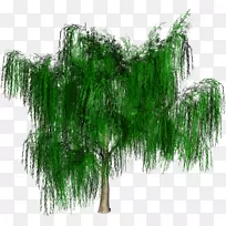 林木木本植物
