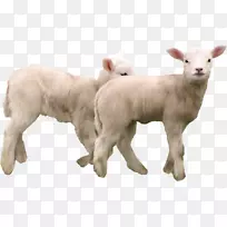 羊剪贴画-动物剪影