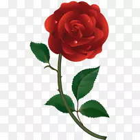 蔷薇花夹艺术-白玫瑰