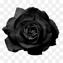 黑玫瑰花园玫瑰-白玫瑰