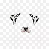 达尔马提亚犬小型雪纳瑞Snapchat剪贴画-Snapchat