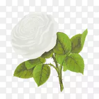 玫瑰插花艺术-白玫瑰
