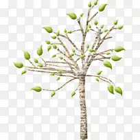 小枝树，植物茎，室内植物-树
