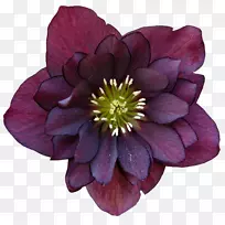 黑线莲(Helleborus Niger Helleborus Orialis)多年生植物花圃-紫色