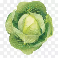 卷心菜叶菜十字花科蔬菜剪贴画-卷心菜