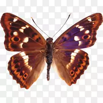 蝴蝶阿帕图拉伊利亚昆虫阿波罗稀有燕尾蝶